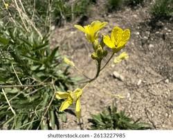 Attēlu rezultāti vaicājumam “Diplotaxis muralis”