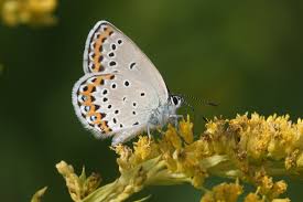 Attēlu rezultāti vaicājumam “Plebejus argyrognomon”