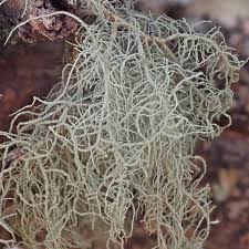 Attēlu rezultāti vaicājumam “Usnea subfloridana”