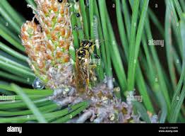 Attēlu rezultāti vaicājumam “Acantholyda posticalis”