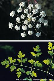 Attēlu rezultāti vaicājumam “Peucedanum oreoselinum flower”