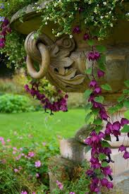 Image result for Rhodochiton atrosanguineum