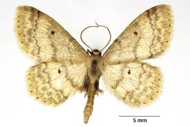 Attēlu rezultāti vaicājumam “Idaea biselata”