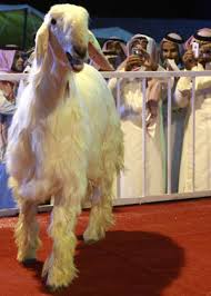 Most Beautiful Goat\u0026quot; in Riyadh - P200811010953553153526505