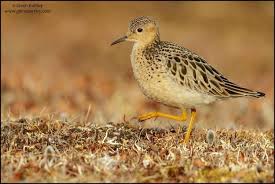 Image result for Calidris ruficollis