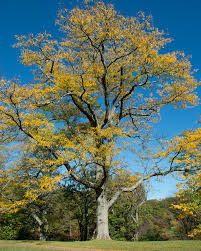 Attēlu rezultāti vaicājumam “Gleditsia triacanthos bud”