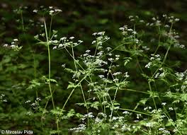 Image result for Anthriscus cerefolium