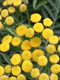 Attēlu rezultāti vaicājumam “Tanacetum vulgare flower”