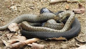 Attēlu rezultāti vaicājumam “Vipera berus adult”