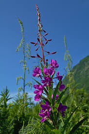 Attēlu rezultāti vaicājumam “Epilobium angustifolium bud”
