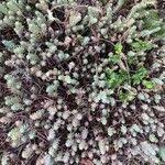 Attēlu rezultāti vaicājumam “Sedum rupestre leaf”