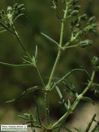 Attēlu rezultāti vaicājumam “Spergularia rubra leaf”
