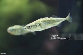 Attēlu rezultāti vaicājumam “Gasterosteus aculeatus”