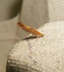 Attēlu rezultāti vaicājumam “Argyresthia albistria”