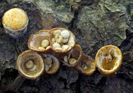 Attēlu rezultāti vaicājumam “Crucibulum laeve”