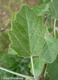 Attēlu rezultāti vaicājumam “Populus x canescens”