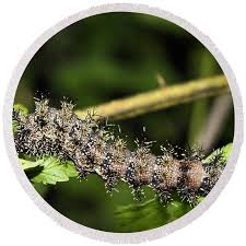 Attēlu rezultāti vaicājumam “Lymantria dispar larva”