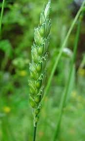 Attēlu rezultāti vaicājumam “Triticum aestivum”