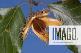 Attēlu rezultāti vaicājumam “Fagus sylvatica fruit”