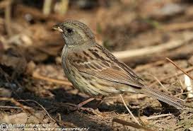 Image result for Emberiza spodocephala