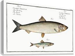 Image result for Clupea harengus