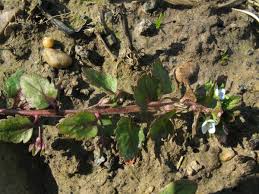 Attēlu rezultāti vaicājumam “Veronica agrestis leaf”
