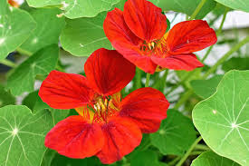Attēlu rezultāti vaicājumam “Tropaeolum majus flower”