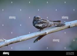 Attēlu rezultāti vaicājumam “Caprimulgus europaeus adult”