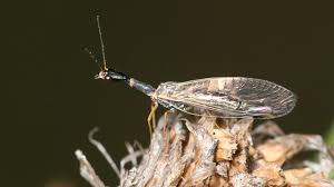 Attēlu rezultāti vaicājumam “Raphidioptera”