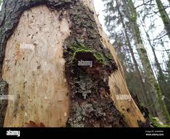 Attēlu rezultāti vaicājumam “Phellinus chrysoloma”