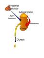 The main sign of <b>diuresis</b> is