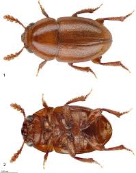 Attēlu rezultāti vaicājumam “Leiodidae”