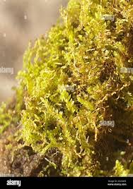 Attēlu rezultāti vaicājumam “Harpanthus flotovianus”