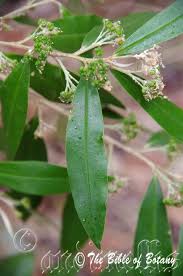 Attēlu rezultāti vaicājumam “Najas marina leaf”