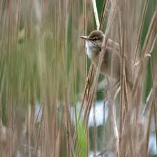 Attēlu rezultāti vaicājumam “Acrocephalus arundinaceus adult”
