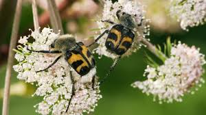 Attēlu rezultāti vaicājumam “Trichius fasciatus”