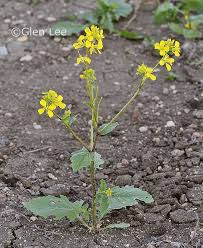 Attēlu rezultāti vaicājumam “Sinapis arvensis”