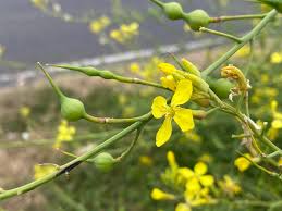 Attēlu rezultāti vaicājumam “Raphanus raphanistrum”
