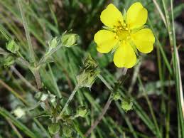 Attēlu rezultāti vaicājumam “Potentilla erecta bud”