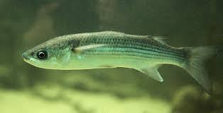 Image result for Chelon labrosus