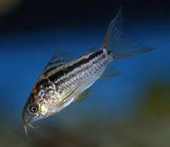 Attēlu rezultāti vaicājumam “Comatricha elegans stalked”