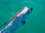 oarfish
