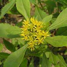 Attēlu rezultāti vaicājumam “Sedum aizoon”