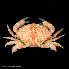 Attēlu rezultāti vaicājumam “Lophozia incisa”