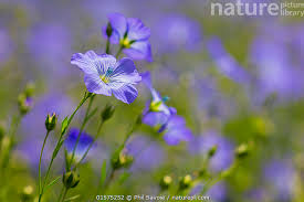 Attēlu rezultāti vaicājumam “Linum usitatissimum flower”