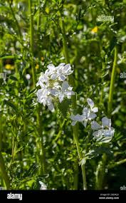 Attēlu rezultāti vaicājumam “Raphanus raphanistrum flower”