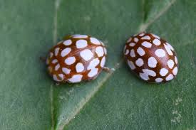 Attēlu rezultāti vaicājumam “Sospita vigintiguttata”