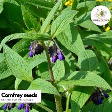Image result for Symphytum officinale