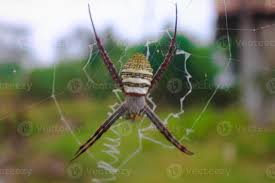 Attēlu rezultāti vaicājumam “Araneidae”