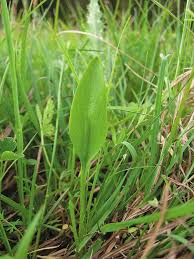 Attēlu rezultāti vaicājumam “Ophioglossum vulgatum”